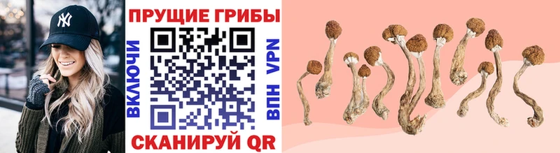 Псилоцибиновые грибы Cubensis  магазин  наркотиков  Артёмовский 